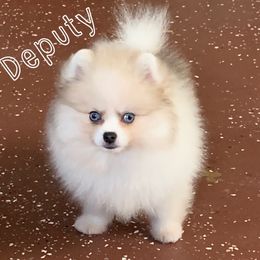 Pomeranian Puppies from Petticoat Poms