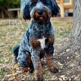 Jasper - Goldendoodle