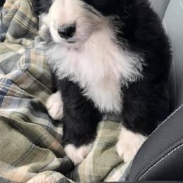 Bernedoodles and Goldendoodles from Winter wonderland doodles