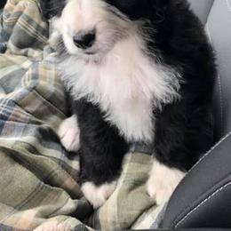 Bernedoodles and Goldendoodles from Winter wonderland doodles