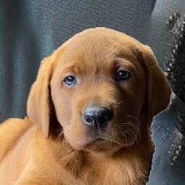 Labrador Retrievers from Copper Kennels