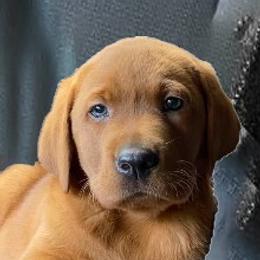Labrador Retrievers from Copper Kennels