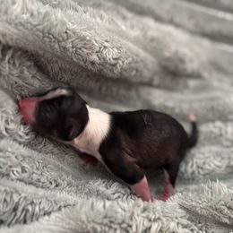 Swayze - Black and white female Companion Cross puppy in Brownsboro, Texas from Hardin Aussie Co.