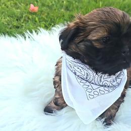 Shih Tzu Puppies from Shih Tzus of Gilbert