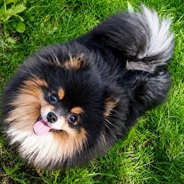 Lali - Pomeranian