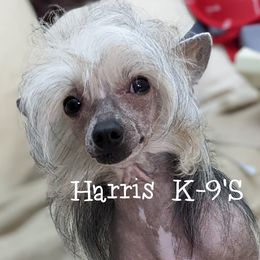 Foo-Man-Choo  - Chinese Crested