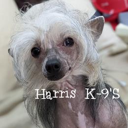 Foo-Man-Choo  - Chinese Crested