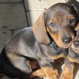 Dachshunds from Nicole's Dachshunds