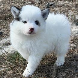 Santana - White female Pomsky puppy in Mc Minnville, Oregon from West Coast Pomskies