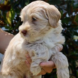 Labradoodle Puppies from Circle City Labradoodles