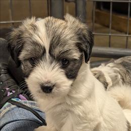 Maddy - Black and white female Coton de Tulear puppy in Mead, Oklahoma from Bar W Cotons
