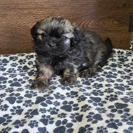 Boy 1 - Brindle male Shih Tzu puppy in Meadows Of Dan, Virginia from Walt’s Shih Tzus