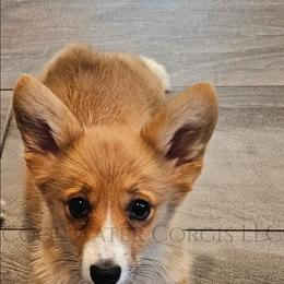 Hermonie - Red female Pembroke Welsh Corgi puppy in Kiowa, Colorado from Cool Water Corgis LLC