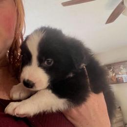 Rigby - Black and white male Border Collie puppy in Lebanon, Oregon from Cahill’s Canines