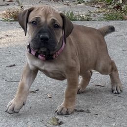 Gracie - Fawn female Boerboel puppy in Sacramento, Michigan from BoHo Boerboels