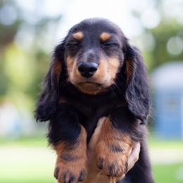Basil - Black and tan male Dachshund puppy in Tampa, Florida from EntityDachs