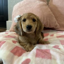 Dachshund Puppies from Dooney's Dachshunds