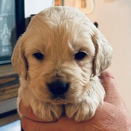 Female 3 ( White collar) - Light golden female Golden Retriever puppy in Rainier, Washington from Hanson’s NW Goldens & Doodles