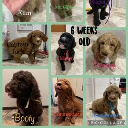 Poodle Puppies from Stunningly Sweet Standards