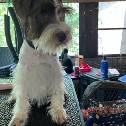 Mini - Miniature Schnauzer