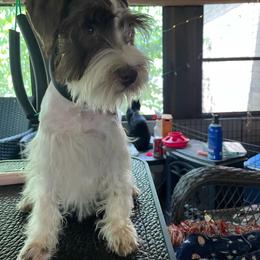 Mini - Miniature Schnauzer