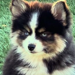 Pomskies from Arizona Luxury Pomskies