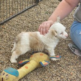 Chinese Crested Puppies from Zion"s Chinese Cresteds