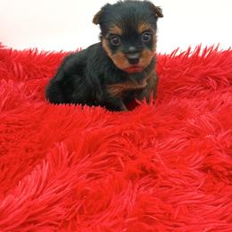 Winnie - Black and tan female Yorkshire Terrier puppy in Sandy Hook, Kentucky from The Royal Yorkie Den LLC