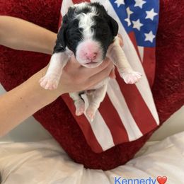 Bernedoodle Puppies from Honey B. Bernedoodles