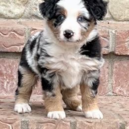 Miniature American Shepherd Puppies from Wigglebottom Shepherds