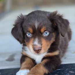Wren - Red tri male Miniature Australian Shepherd puppy in Paris, Texas from Blue Envy Mini Aussies