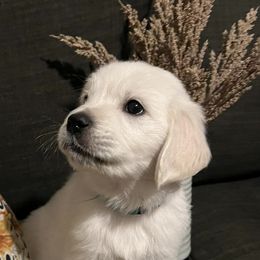 Golden Retrievers from Snowy Mountain Retrievers