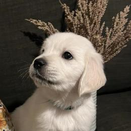 Golden Retrievers from Snowy Mountain Retrievers