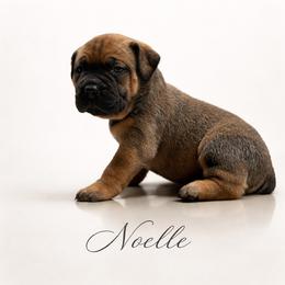 Noelle - Red female Boerboel puppy in Delta, Colorado from SATA Kennels