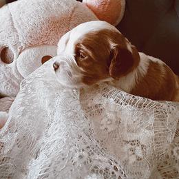Cavalier King Charles Spaniel and Cavapoo Puppies from Cavapoo Puppy Parade