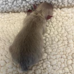 Lavender Girl - Lavender female Pomeranian puppy in Bentonville, Arkansas from Hummingbird & Fox