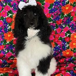 Girl 5 - Parti Poodle puppy in Beloit, Wisconsin from Parti Poodle Ranch