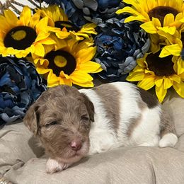Goldendoodle Puppies from Real Life Furrytales