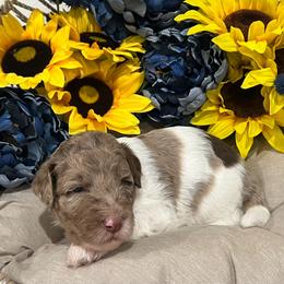 Goldendoodle Puppies from Real Life Furrytales