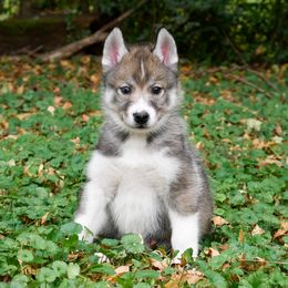 Fortune - Sable and white female Siberian Husky puppy in Knoxville, Tennessee from The Siberian Empire