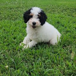 Copen - Black and white male Cockapoo puppy in Missouri from KDK Missouri Miniature Poodles