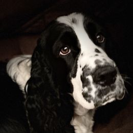 Baylor - English Springer Spaniel