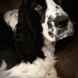 Baylor - English Springer Spaniel