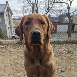Piper - Labrador Retriever