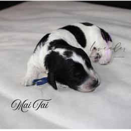 Mai Tai - Black and white male Cockapoo puppy in Mancelona, Michigan from Lavender poodles & doodles