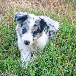 Border Collie Puppies from Chasing Dreams Border Collies