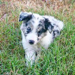 Border Collie Puppies from Chasing Dreams Border Collies