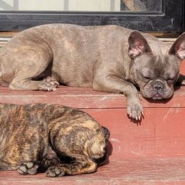 French Bulldogs from Danni French Bulldogs