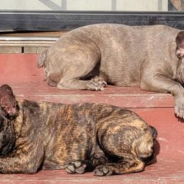 French Bulldogs from Danni French Bulldogs