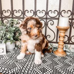 Pluto - Brown merle male Aussiedoodle puppy in Beaver, Utah from Rocky Ridge Ranch